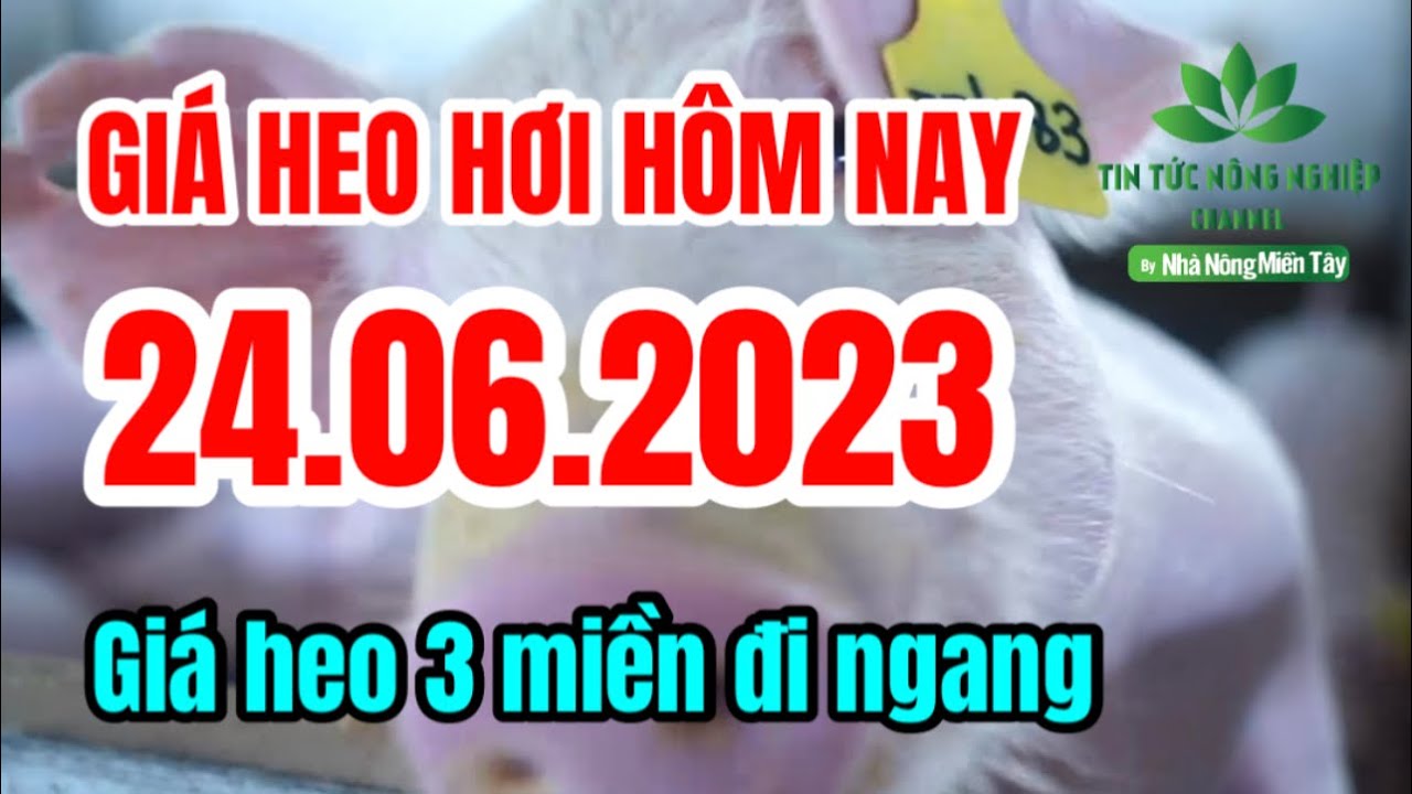 Vietnam live hog prices June 24, 2023
