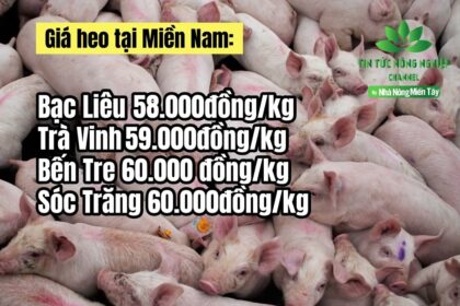 Vietnam live hog prices June 22, 2023