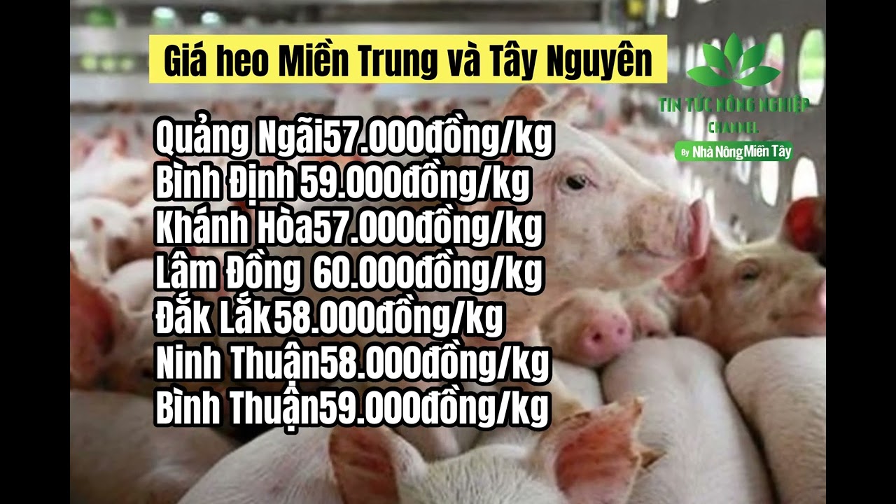Vietnam live hog prices June 16, 2023