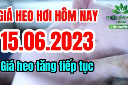 Vietnam live hog prices June 15, 2023