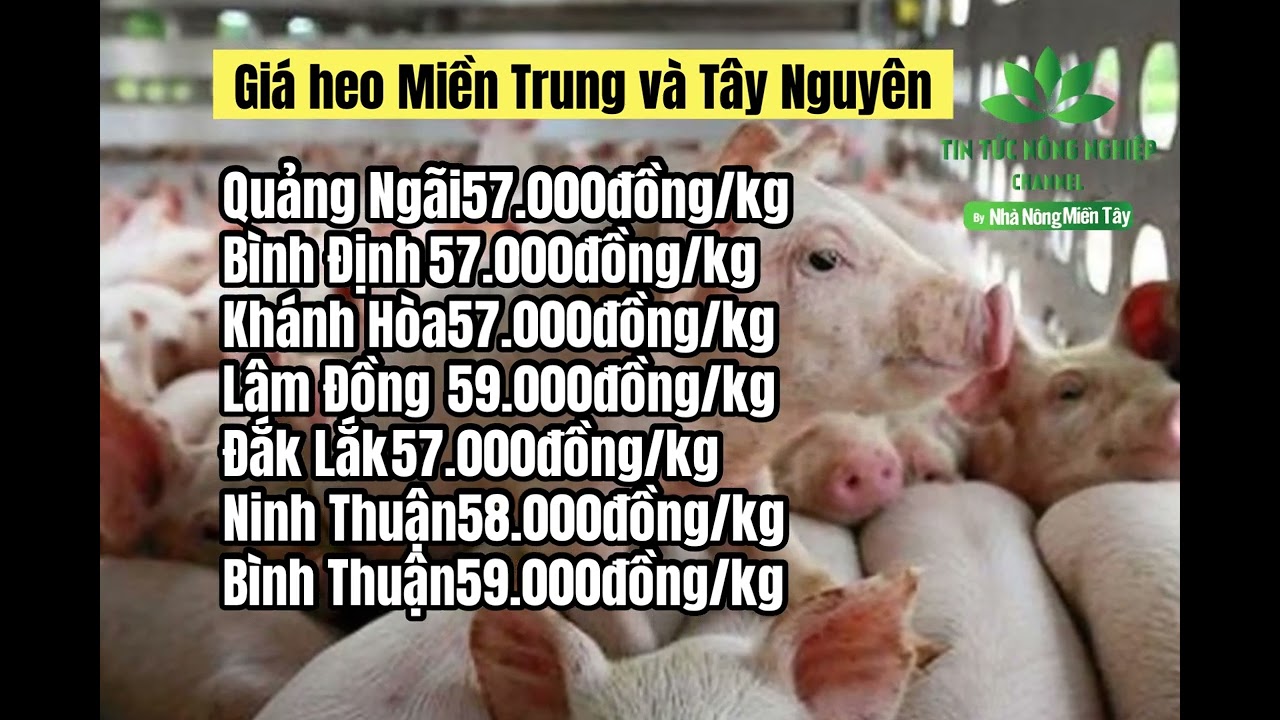 Vietnam live hog prices June 14, 2023