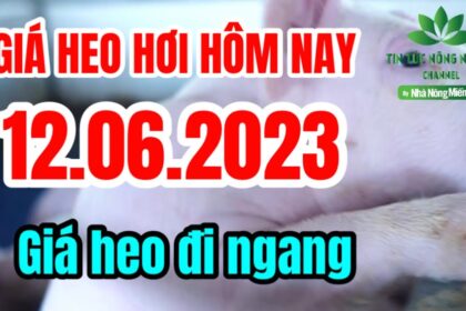 Vietnam live hog prices June 12, 2023