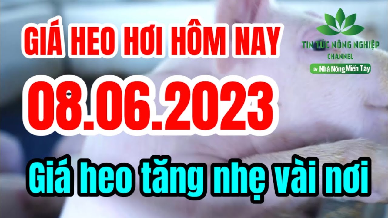 Vietnam live hog prices June 8, 2023