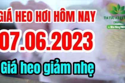 Vietnam live hog prices June 7, 2023
