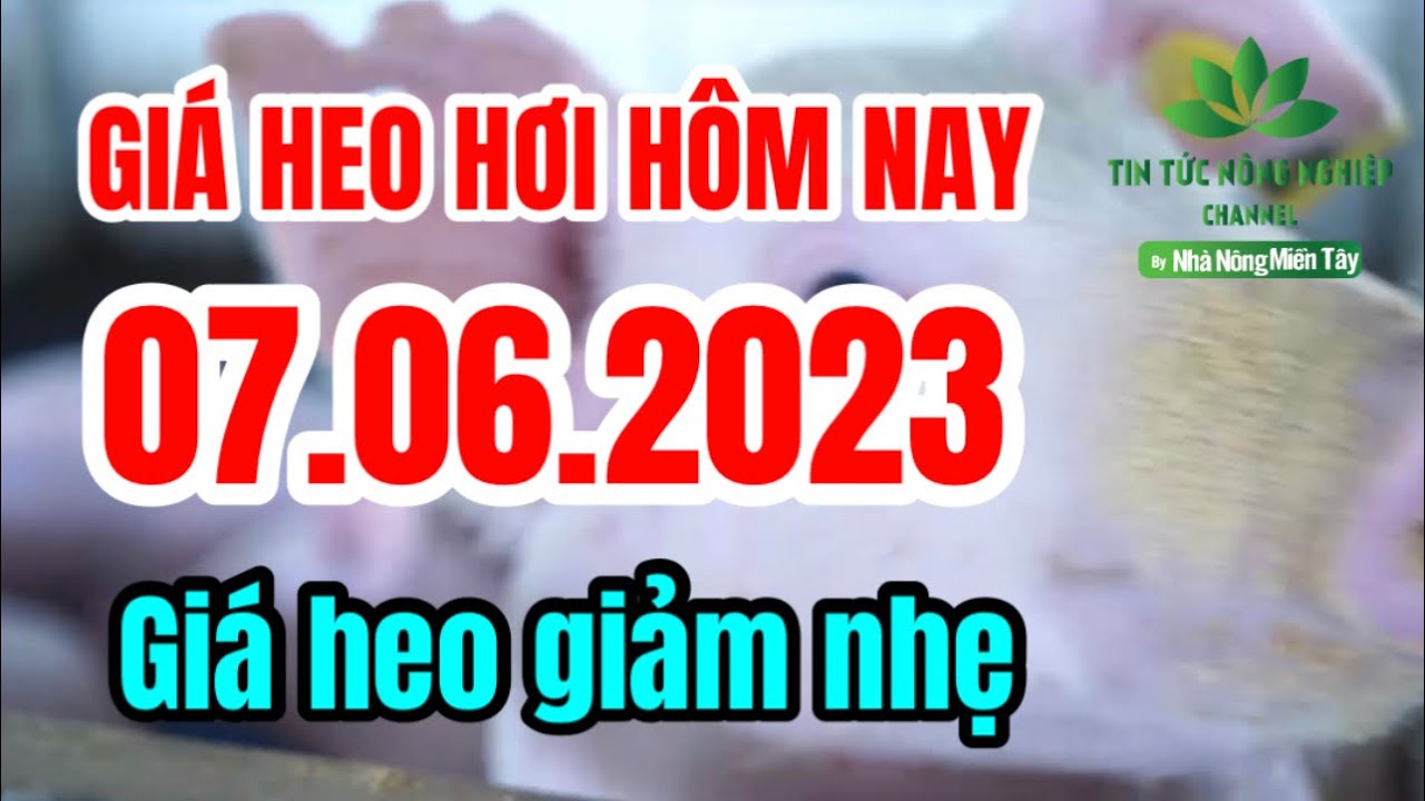 Vietnam live hog prices June 7, 2023