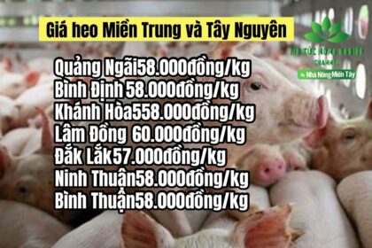 Vietnam live hog prices June 1, 2023