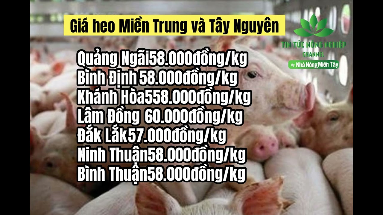 Vietnam live hog prices June 1, 2023