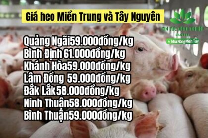 Vietnam live hog prices May 26, 2023