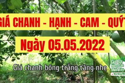 lime, calamansi, orange and mandarin price May 5, 2022