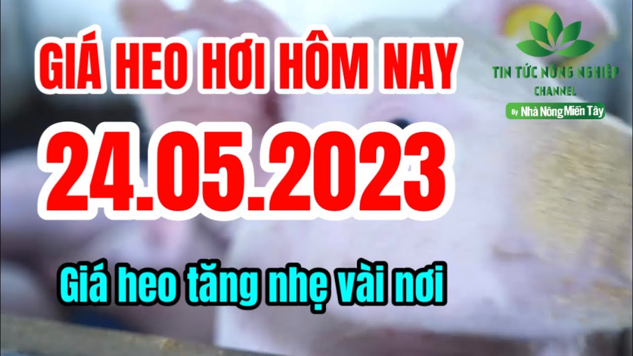 Vietnam live hog prices May 24, 2023