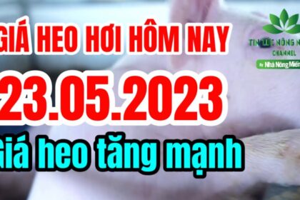 Vietnam live hog prices May 23, 2023