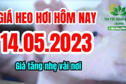 Vietnam live hog prices May 14, 2023