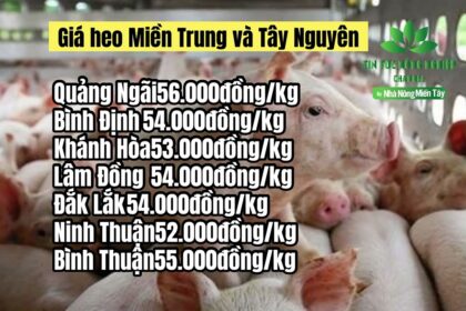 Vietnam live hog prices May 12, 2023