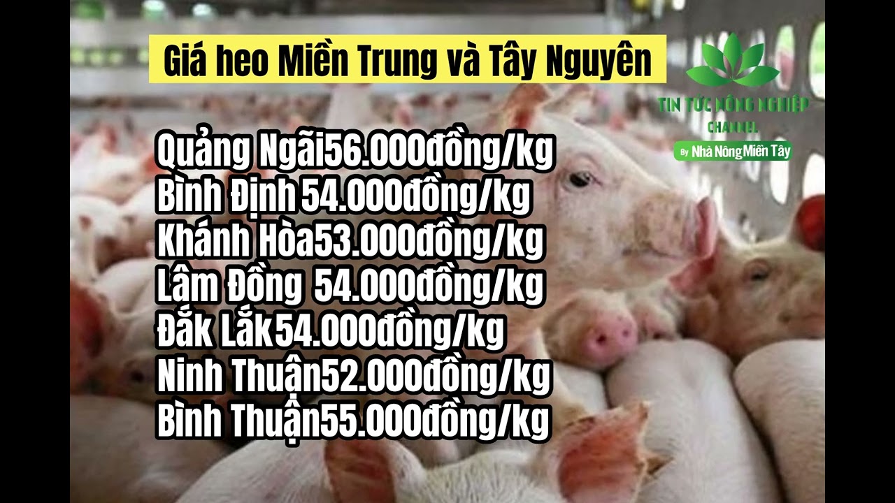 Vietnam live hog prices May 12, 2023