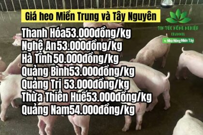 Vietnam live hog prices May 3, 2023