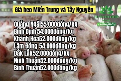 Vietnam live hog prices May 1, 2023