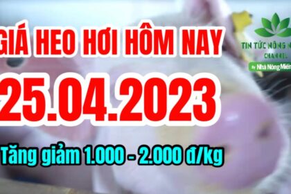 Vietnam live hog prices April 25, 2023