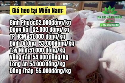 Vietnam live hog prices April 22, 2023