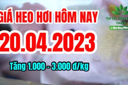Vietnam live hog prices April 20, 2023