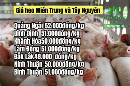 Vietnam live hog prices April 15, 2023