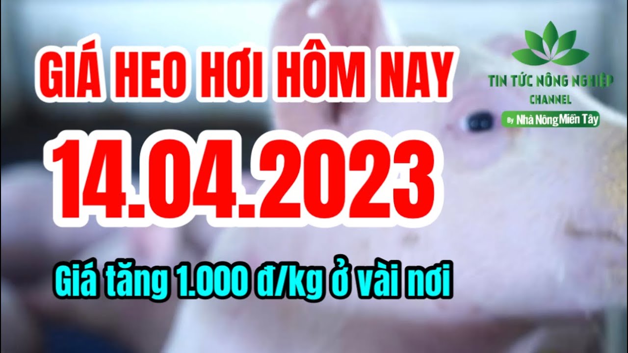 Vietnam live hog prices April 14, 2023