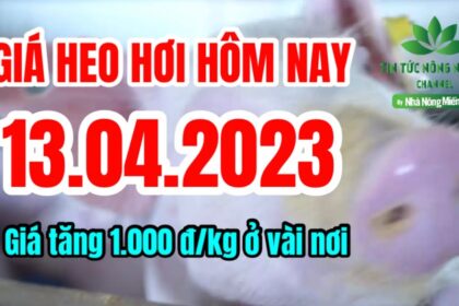 Vietnam live hog prices April 13, 2023