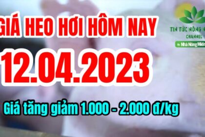 Vietnam live hog prices April 12, 2023