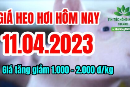 Vietnam live hog prices April 11, 2023