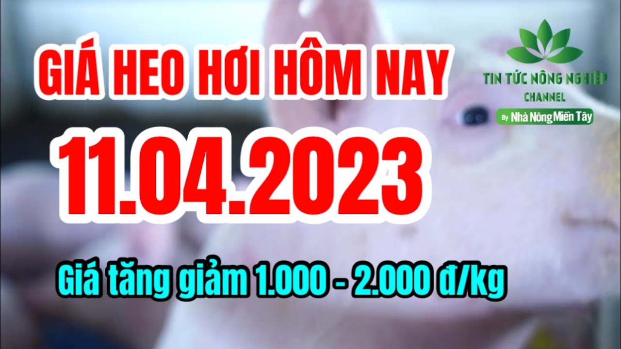 Vietnam live hog prices April 11, 2023