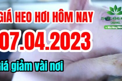Vietnam live hog prices April 7, 2023