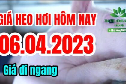 Vietnam live hog prices April 6, 2023