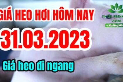 Vietnam live hog prices March 31, 2023