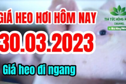 Vietnam live hog prices March 30, 2023