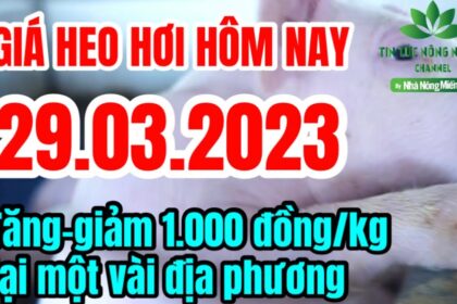 Vietnam live hog prices March 29, 2023