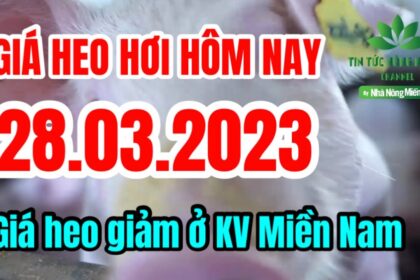 Vietnam live hog prices March 28, 2023