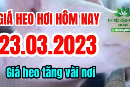 Vietnam live hog prices March 23, 2023