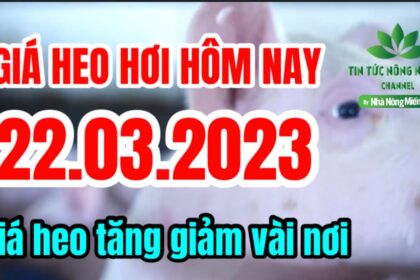 Vietnam live hog prices March 22, 2023