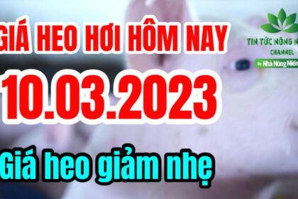 Vietnam live hog prices March 10, 2023