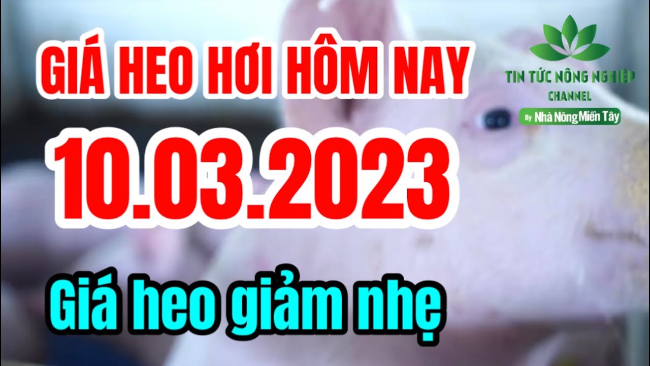 Vietnam live hog prices March 10, 2023
