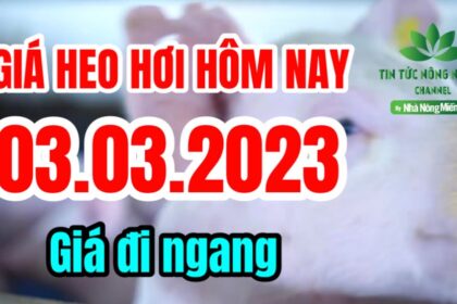 Vietnam live hog prices March 3, 2023