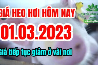 Vietnam live hog prices March 1, 2023