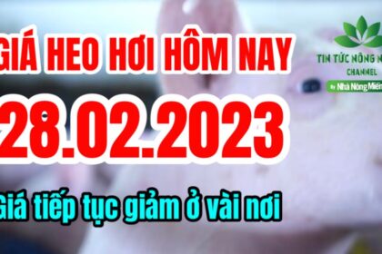 Vietnam live hog prices February 28, 2023