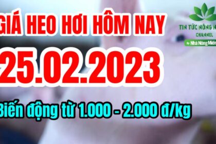 Vietnam live hog prices February 25, 2023