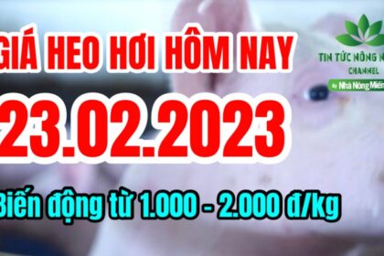 Vietnam live hog prices February 23, 2023