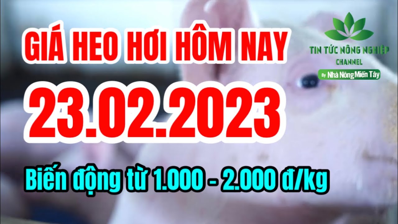Vietnam live hog prices February 23, 2023