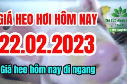 Vietnam live hog prices February 22, 2023