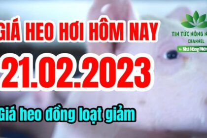 Vietnam live hog prices February 21, 2023