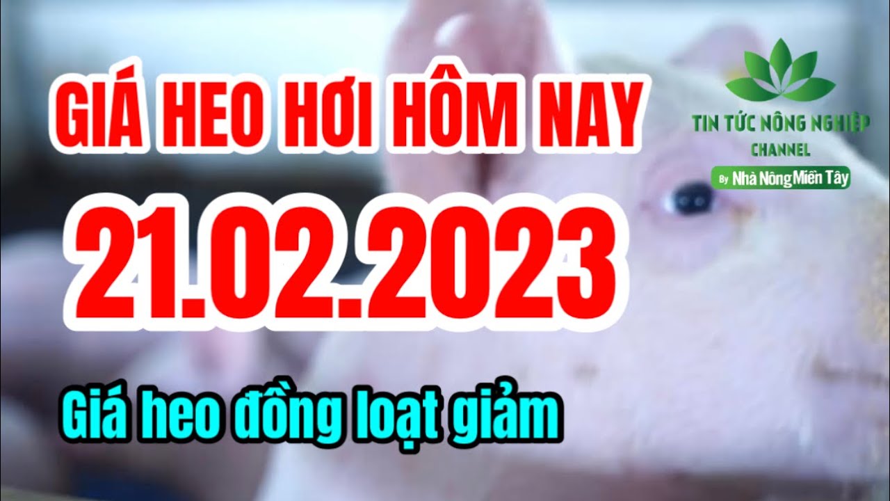 Vietnam live hog prices February 21, 2023