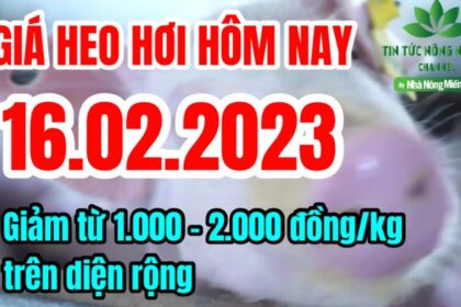 Vietnam live hog prices February 16, 2023