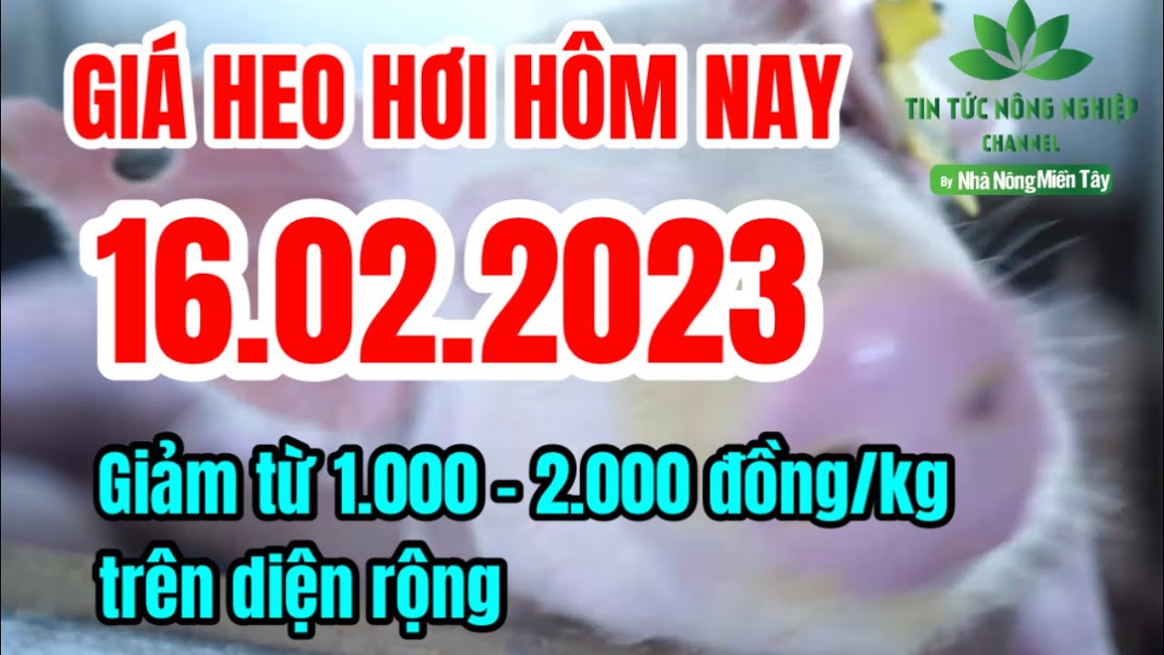 Vietnam live hog prices February 16, 2023